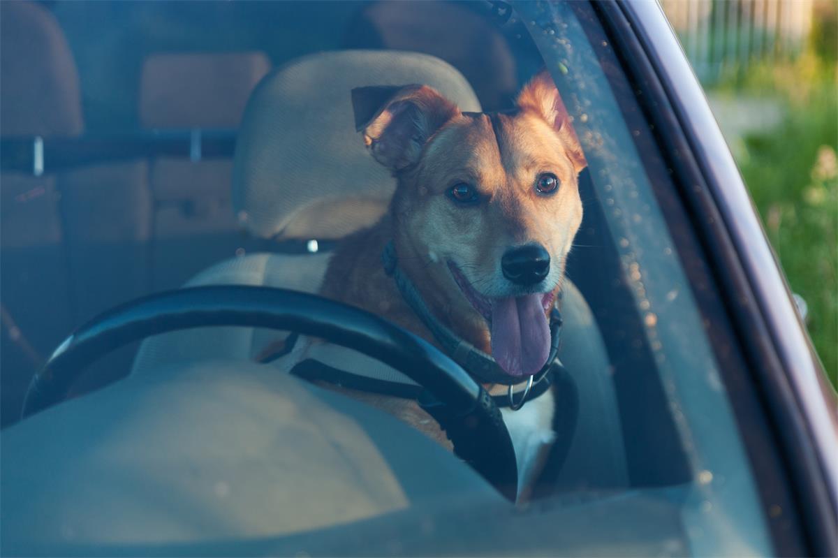 danger of a dog left in hot car danger of a dog left in hot car